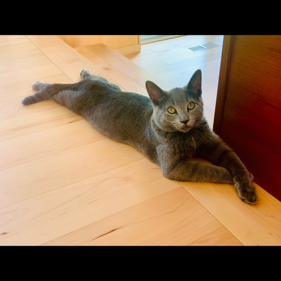 Meet your Posher, Maia - Picture 1 of 1